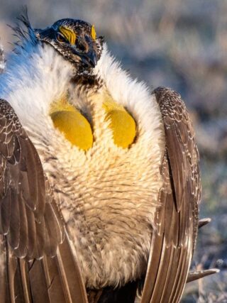 Sage Grouse