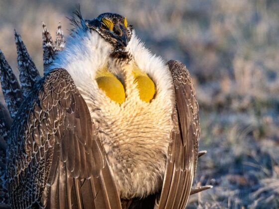 Sage Grouse