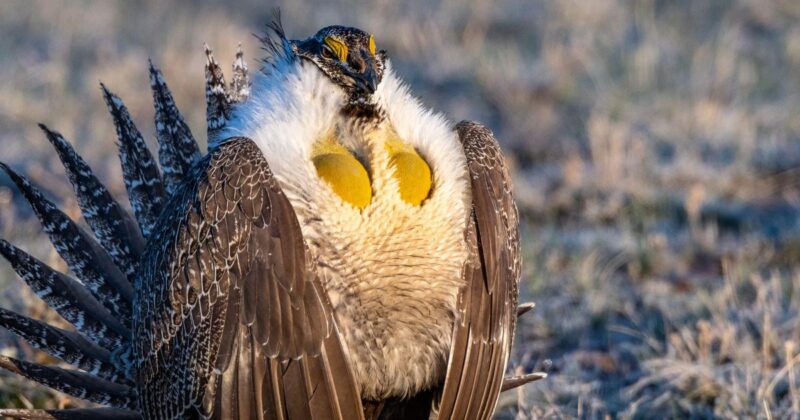 Sage Grouse