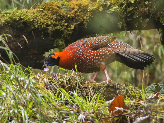 Crimson Pheasant