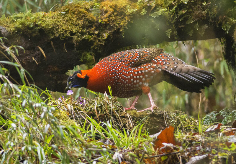 Crimson Pheasant